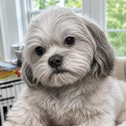 Solomon - Shih Tzu