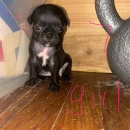 Girl2 - Black female Pug puppy in Gilmer, Texas from Texas Pugs