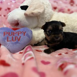 Yorkshire Terrier Puppies from Galaxy Kennel