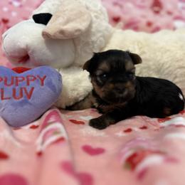 Yorkshire Terrier Puppies from Galaxy Kennel