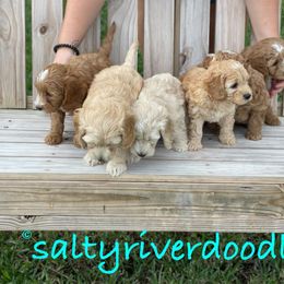 Goldendoodle Puppies from Salty River Doodles