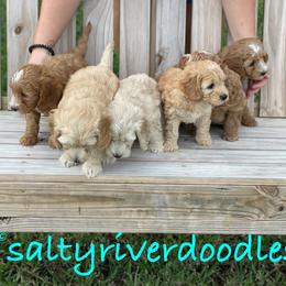 Goldendoodle Puppies from Salty River Doodles