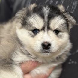 Pomsky Puppies from Raleigh Pomskies