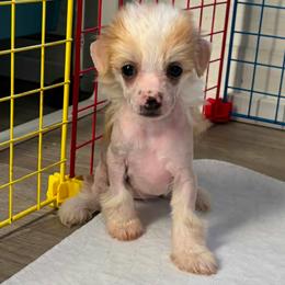 DaoDog Queen Mary - Apricot female Chinese Crested puppy in Highland Park, Michigan from Family Kennel Dao Dog
