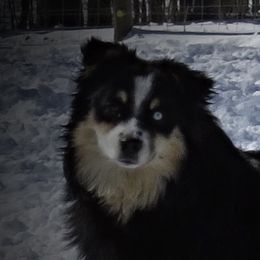 Big Booty Judy - Miniature Australian Shepherd