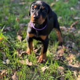 Sage - Black and rust female Doberman Pinscher puppy in Boyd, Texas from Team Feem Breeders