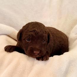 Zuzu - Chocolate female Labradoodle puppy in Bruceton Mills, West Virginia from Adonai Ra'ah Farms