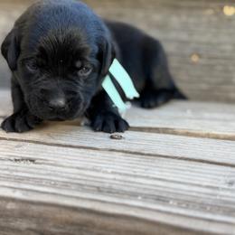 Teal - Black female Labrador Retriever puppy in Paulden, Arizona from Carefree Samoyeds & Deserthills Labradors