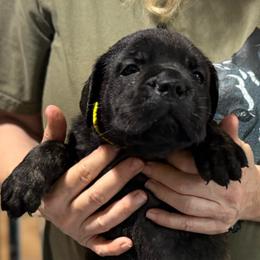 Yellow - Black female Cane Corso puppy in Paris, Texas from Knucklehead Cane Corso