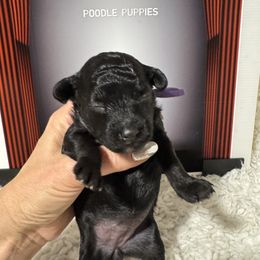 Posh Spice - Silver female Poodle puppy in Pueblo, Colorado from Going Poodles & Pet Services LLC