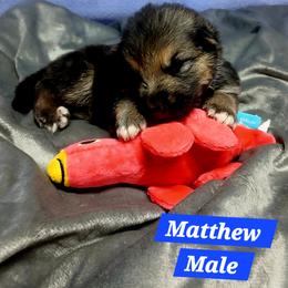 Matthew Blue Collar - Black and red male German Shepherd puppy in Bedias, Texas from TiPi S Ranch's German Shepherds