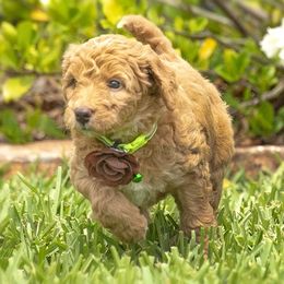 Goldendoodle All Grown Up from We R Mini Doodles
