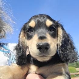 Mitchell (yellow) - Black and cream male Dachshund puppy in Salinas, California from Maverick Kennels