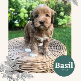 Basil - Apricot female Australian Labradoodle puppy in Mendon, Massachusetts from New England Labradoodles