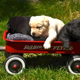 Labrador Retriever Puppies from Cribstone Labradors