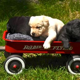 Labrador Retriever Puppies from Cribstone Labradors