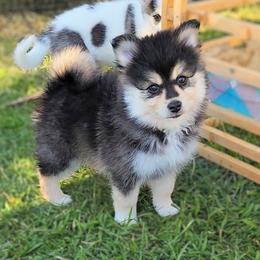 Pomsky Puppies from Nebula Ranch Pomskies