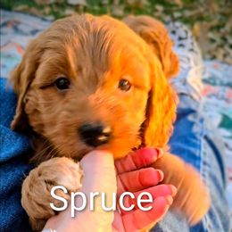 Spruce - Red  male Goldendoodle puppy in Red Oak, Iowa from Fisher Pups-Stay Golden with a Doodle