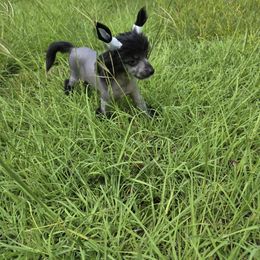 Bryan Long Star Angel - Black male Chinese Crested puppy in Amarillo, Texas from Victoria's Chinese Cresteds Long Star Angels