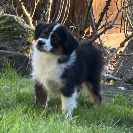 Black Tri Female - Black tri female Miniature American Shepherd puppy in Cowlitz County, Washington from Pleasant Woods Miniature American Shepherds
