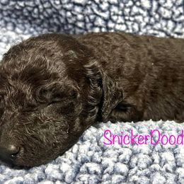 Goldendoodle and Poodle Puppies from SnickerDoodlePups