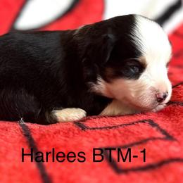 BTM-1 - Black tri male Toy Australian Shepherd puppy in Lame Deer, Montana from Bar M Toy Aussies