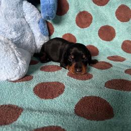 Leo - Black and tan male Dachshund puppy in Opelika, Alabama from Dachshund Darlins