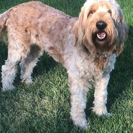 Goldendoodles from Natalie Cole's Goldendoodles