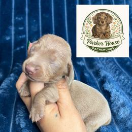 Dasher - Fawn (isabella) and tan male Dachshund puppy in Beggs, Oklahoma from Parker House Dachshunds