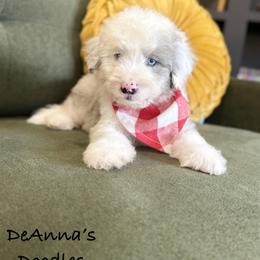 Aussiedoodle, Bernedoodle, and Sheepadoodle Puppies from DeAnna’s Doodles