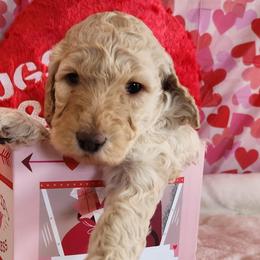 Valentine - Cream female Goldendoodle puppy in Shelbyville, Indiana from Golden Breeds