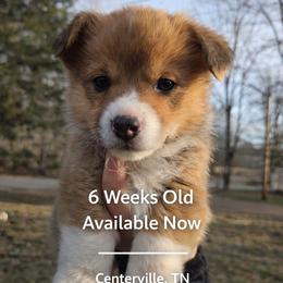 Luna - Red and white female American Corgi puppy in Centerville, Tennessee from Katerina's American Corgis