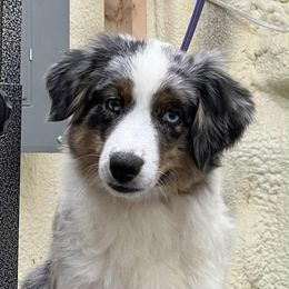 Skater - Blue merle female Miniature American Shepherd puppy in New Mexico from Von Südwest German Shepherds and Mosaic Mini American Shepherds