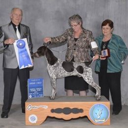 Cyrus - German Shorthaired Pointer