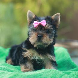 Pink Bow Girl - Blue and gold female Yorkshire Terrier puppy in Stanton, California from Essence of Grace Yorkies