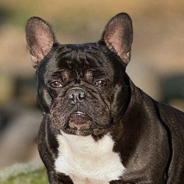 French Bulldog puppies from Frost's Frenchie's
