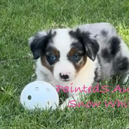 Snow White - Blue merle female Australian Shepherd puppy in Tennessee from PaintedS Aussies