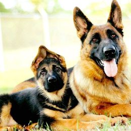German Shepherd All Grown Up from Rallhaus German Shepherds
