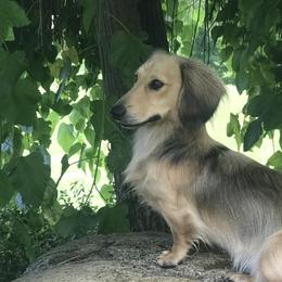 Dachshund Puppies from Designs by Dachshund