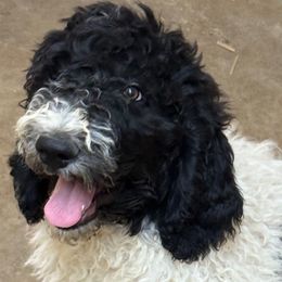 Joshua - male Newfypoo puppy in San Antonio, Texas from Mammoth Doodles