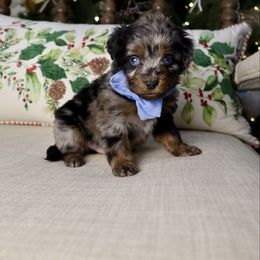 Blueberry - male Australian Mountain Doodle puppy in Murray, Utah from Sun Valley Doodles