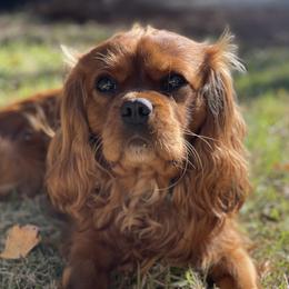 Teddy - Cavalier King Charles Spaniel