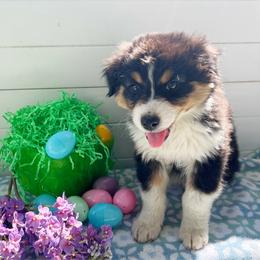Mojito - Black tri-color male Australian Shepherd puppy in Kearney, Nebraska from Helix Aussies