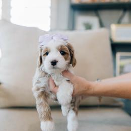 Ruby - Red female Bernedoodle puppy in Murray, Utah from Sun Valley Doodles