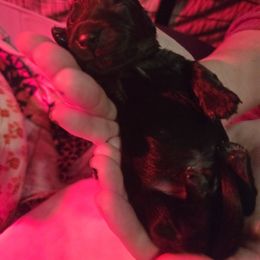 Dachshund Puppies from Mini Dachshund Loves