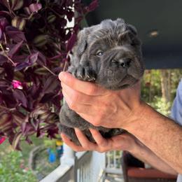 Aurora - Blue dilute female Chinese Shar-Pei puppy in Auburn, Kansas from Justin's Chinese Shar-Pei