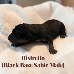 Ristretto - Sable male Poodle puppy in Ellenburg Center, New York from Kristin's Puppies