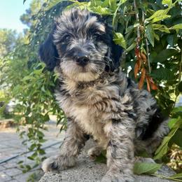 Nutmeg: warm, comforting and a little special - Merle female Goldendoodle puppy in Placerville, California from New Dawn Poodles and Doodles
