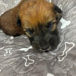 Gerald - Wheaten male Soft Coated Wheaten Terrier puppy in Nokomis, Illinois from Windhill Wheatens
