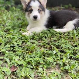 Pembroke Welsh Corgi Puppies from Newlands Insane Danes and Corgis